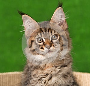 Maine Coon kitten