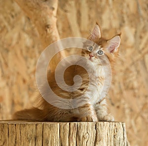 Maine Coon kitten