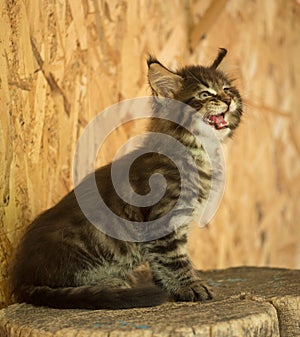 Maine Coon kitten