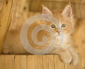 Maine Coon kitten