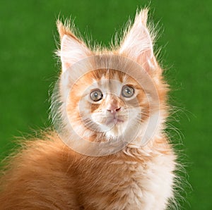 Maine Coon kitten