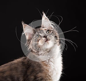 Maine Coon kitten