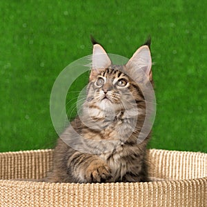 Maine Coon kitten