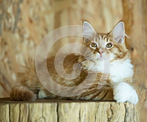 Maine Coon kitten