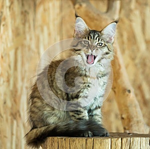 Maine Coon kitten