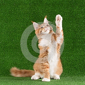 Maine Coon kitten