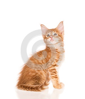 Maine Coon kitten