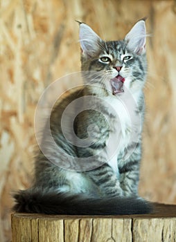 Maine Coon kitten