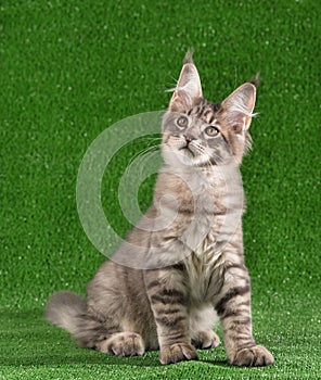 Maine Coon kitten