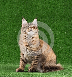 Maine Coon kitten