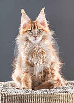 Maine Coon kitten