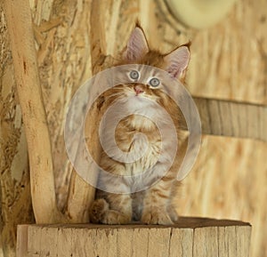 Maine Coon kitten