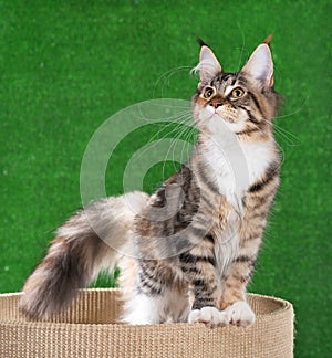 Maine Coon kitten