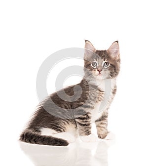 Maine Coon kitten