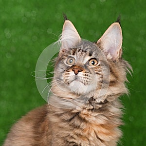 Maine Coon kitten