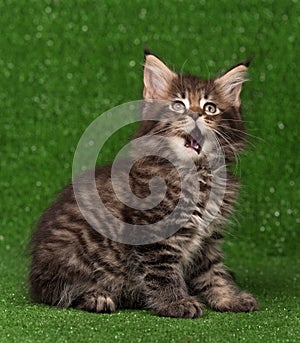 Maine Coon kitten