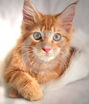 Maine Coon Kitten