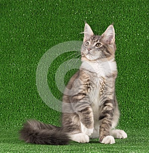 Maine Coon kitten