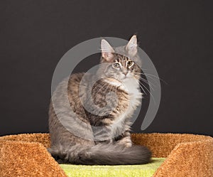 Maine Coon kitten