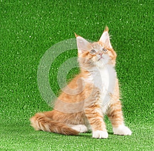 Maine Coon kitten