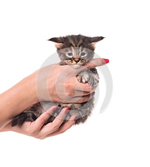 Maine Coon kitten