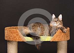 Maine Coon kitten