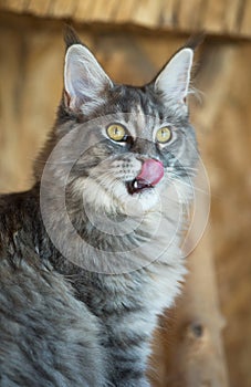 Maine Coon kitten