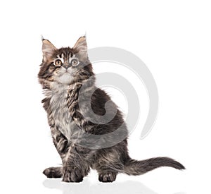 Maine Coon kitten