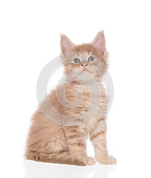 Maine Coon kitten