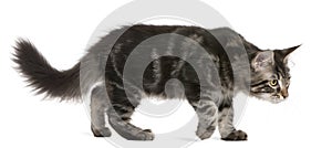 Maine Coon kitten, 4 months old, walking