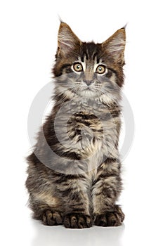 Maine Coon kitten