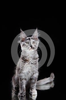 Maine Coon Kitten on a black background. cat portrait in studio