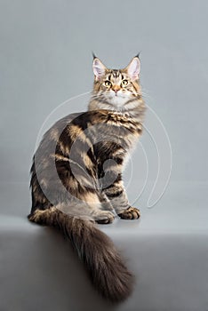 Maine Coon kitten, black marble color, 6 months old. Studio photo of striped kitty. Beautiful young cat sitting on grey