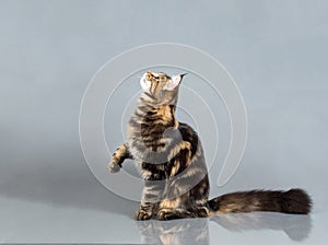 Maine Coon kitten, Black Tabby Blotched color, 6 months old. Studio photo of striped kitty. Beautiful young cat playing