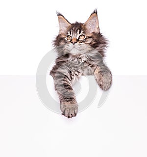 Maine Coon kitten with blank