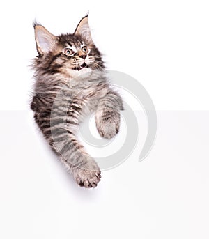 Maine Coon kitten with blank