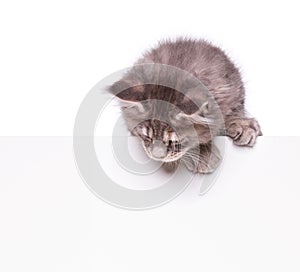 Maine Coon kitten with blank