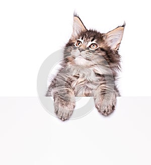Maine Coon kitten with blank