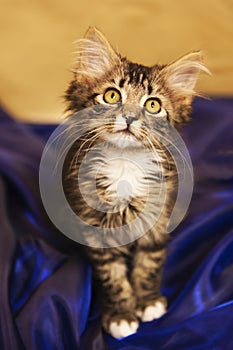 Maine Coon Kitten in Blue Satin