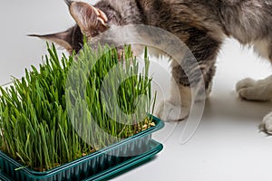 Maine Coon kitten eats green grass