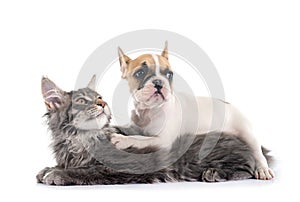 maine coon kitten and french bulldog