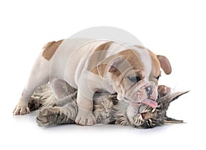 maine coon kitten and french bulldog