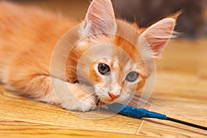 The Maine Coon kitten gnaws the wire wrapped in blue electrical tape. Cat color red ticked photo