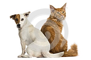 Maine Coon kitten and a Jack russell