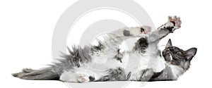 Maine Coon kitten lying and playing