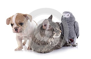 maine coon kitten , parrot and french bulldog