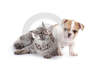 maine coon kitten , parrot and french bulldog