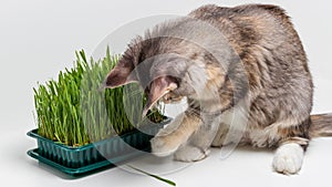 Maine Coon kitten playing with green grass