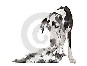 Maine coon kitten playing with a harlequin Great Dane