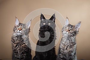 Maine Coon kitten portrait